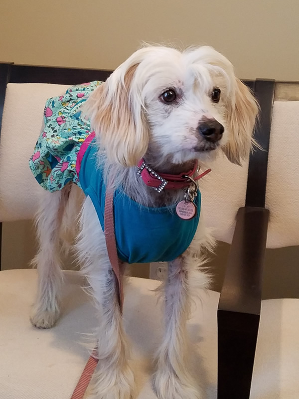 Portrait of Petunia
